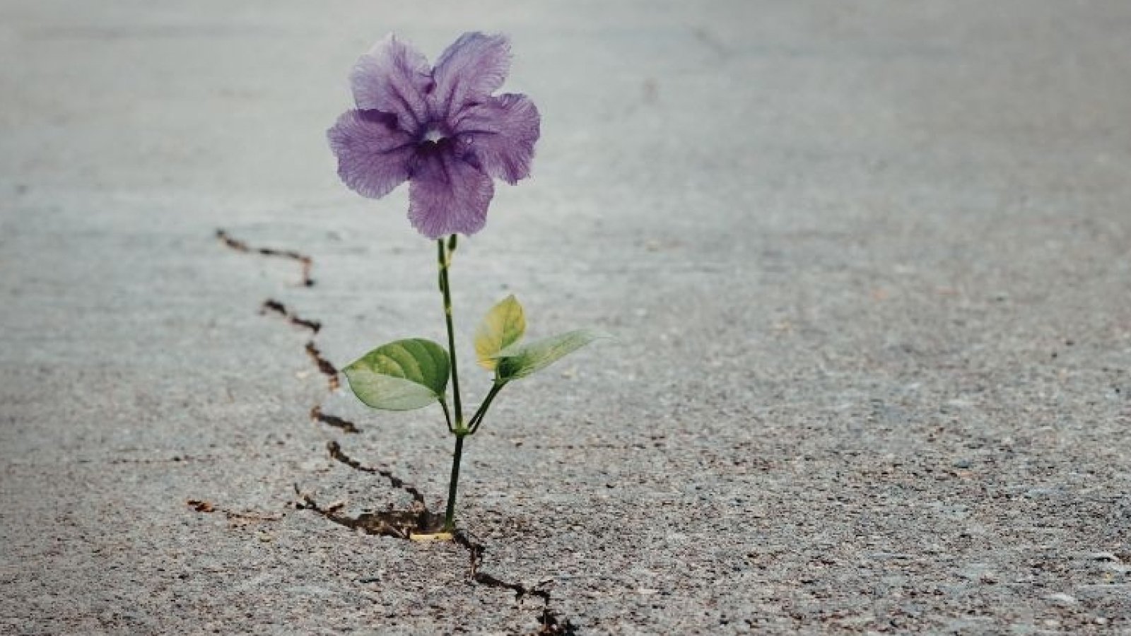 Lila Blume wächst aus Riss im Asphalt